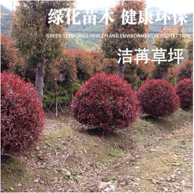 質(zhì)量保障量大從優(yōu)綠色環(huán)保 紅葉石楠種植場專業(yè)生產(chǎn)定制批發(fā)