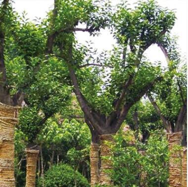 量大從優(yōu)樸樹 潔苒種植場專業(yè)種植批發(fā)定制環(huán)保綠色無污染