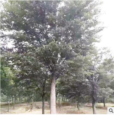 園林植物專業生產定制批發櫸樹 綠色環保綠化苗木凈化空氣防風