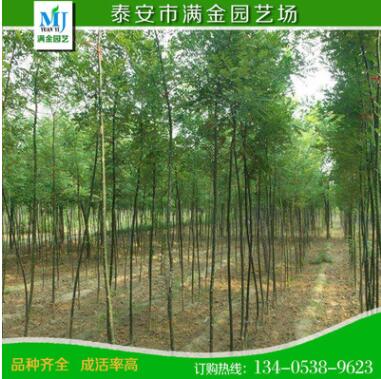 黃金槐批發(fā) 黃槐 槐樹 金枝國(guó)槐 綠化工程黃金槐小苗規(guī)格齊全批發(fā)