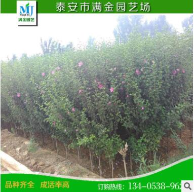 山東泰安木槿小苗 大量批發(fā)優(yōu)質(zhì)2公分木槿