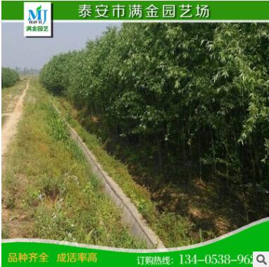 基地供應批發優質綠化苗木 竹柳樹苗 速生竹柳苗 規格齊全 防護樹