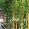 紫竹苗 青竹苗 金鑲玉竹苗 羅漢竹苗 庭院圍墻竹子苗 裝飾 觀賞