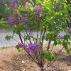丁香樹苗批發(fā)庭院觀賞綠植丁香花苗園林工程綠化花木 多色大花
