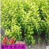 苗圃批發(fā)金葉女貞樹苗小葉女貞金森女貞常青綠色植物金葉女貞批發(fā)