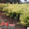 基地供應(yīng)金森女貞球 30-150cm金森女貞球綠化苗木工程苗規(guī)格齊全