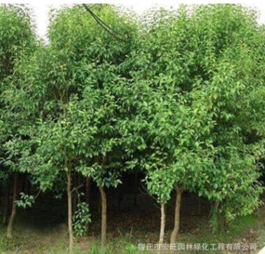 苗圃批發(fā)大葉女貞樹苗金葉女貞苗小葉女貞金森女貞規(guī)格齊全價格優(yōu)