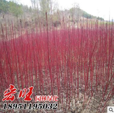 紅瑞木批發(fā)紅麻球工程綠化色塊苗木紅瑞木苗銷售 成活率高