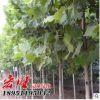 產(chǎn)地批發(fā)優(yōu)質(zhì)法桐樹苗 工程綠化苗木法桐 法桐小苗