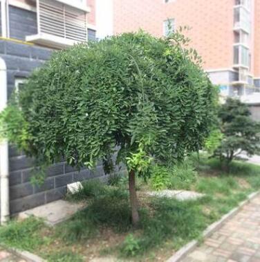 國槐苗 黃金槐樹苗 垂槐 龍爪槐樹 庭院道路行道樹黃金槐大樹苗