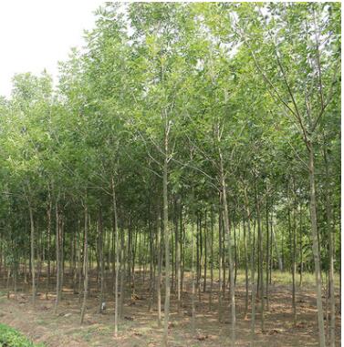 苗圃直銷白蠟樹苗 速生白蠟苗 對節(jié)白臘小苗批發(fā)綠化工程庭院樹苗
