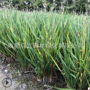 處理多年生花卉觀賞草花種子紫嬌花苗 洋韭菜多年生草本地被植物