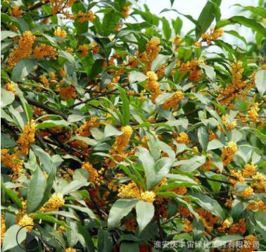 嫁接桂花樹苗四季桂 丹桂 血桂戶外庭院工程綠化園林基地直銷小苗