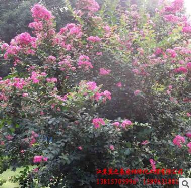 基地直銷紅花紫薇百日紅紫薇苗 園林綠化苗木 行道風(fēng)景紫薇樹(shù)苗