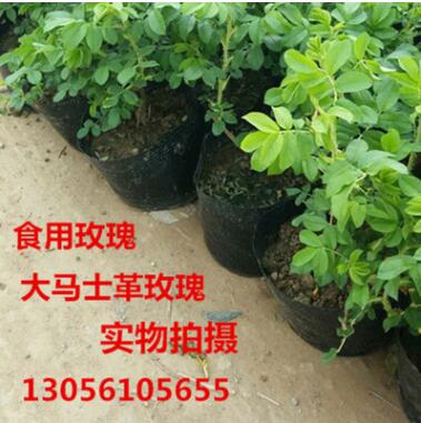 批發(fā)玫瑰花苗 玫瑰小苗 大馬士革食用玫瑰花苗 食用玫瑰花苗