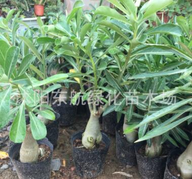 批發(fā)微型盆景 辦公桌盆栽 沙漠玫瑰盆景