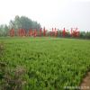 供應龍柏 嫁接龍柏苗 色塊專用龍柏 塔柏樹苗 40--50高