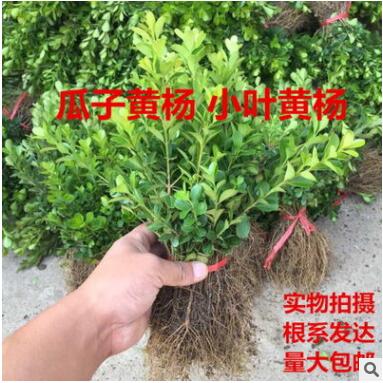 產地批發小葉黃楊苗 瓜子黃楊苗 黃楊小苗