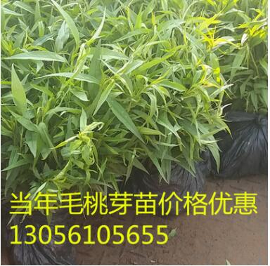 批發毛桃苗 10-15公分高毛桃芽苗 嫁接專用毛桃苗 紫葉桃芽苗