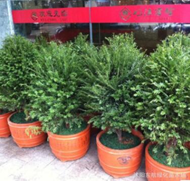 苗圃批發(fā) 紅豆杉苗 抗癌花木 南方紅豆杉樹苗 紅豆杉樹