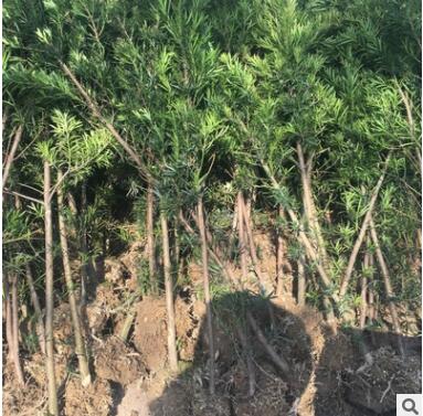 批發出售地徑2公分左右羅漢松苗 地栽羅漢松 帶土球苗高1米以上