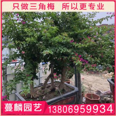 黃色三角梅盆栽 三角梅綠化工程 庭院室內(nèi)綠化觀花植物