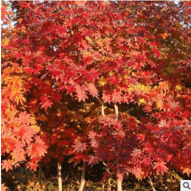 楓香樹苗批發(fā) 樹形優(yōu)美園林綠化行道樹 北美楓香樹苗根系深價格優(yōu)