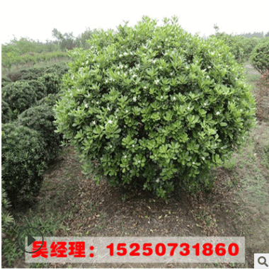 供應工程綠化海桐球樹苗規(guī)格齊全 山東工程綠化苗 海桐苗貨源足