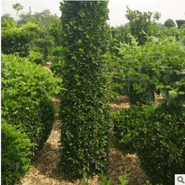 基地長(zhǎng)期供應(yīng)優(yōu)質(zhì)大葉黃楊柱 工程綠化大葉黃楊柱 綠籬灌木價(jià)格優(yōu)
