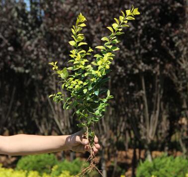 批發(fā)金葉女貞樹 庭院綠化小區(qū)園林綠化樹 四季常青庭院植物