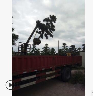 自產自銷羅漢松造型美觀