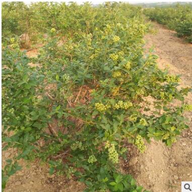 兔眼藍莓苗品種齊全量大優惠地栽藍莓樹苗可南北方種植藍莓樹苗