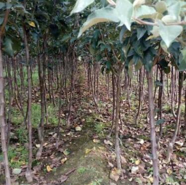 基地直銷2公分蘋果樹苗 紅肉蘋果樹苗 紅富士蘋果樹苗3公分蘋果苗