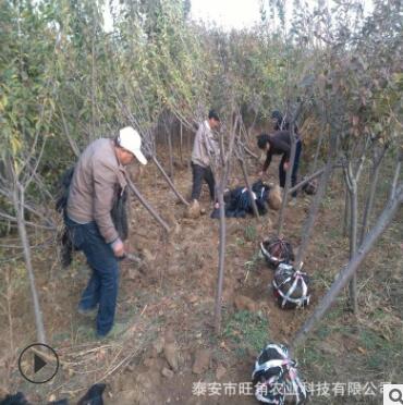 基地直銷6公分櫻花樹 高桿櫻花樹
