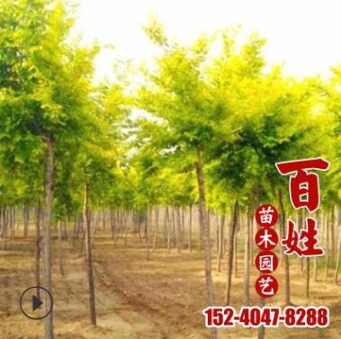 園林景觀苗木黃金槐樹苗 市政綠化工程觀賞樹苗 庭院道路行道樹