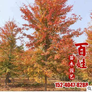 供應(yīng)庭院盆栽綠化苗木觀賞美國紅楓樹苗工程綠化苗木行道觀賞喬木
