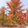 供應庭院盆栽綠化苗木觀賞美國紅楓樹苗工程綠化苗木行道觀賞喬木