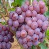葡萄供應 新品巨峰葡萄 盆栽地栽葡萄樹南北方種植夏黑葡萄樹