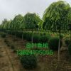 開原苗圃 基地直銷 金葉垂榆綠葉垂榆 精品行道樹 小苗批發(fā)