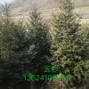開原苗圃 基地直銷云杉 紅皮云杉 青扦 工程綠化 四季常青