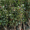 供應(yīng)各種工程綠化 大量批發(fā)優(yōu)質(zhì)耐冬樹 耐冬苗 茶苗 山茶苗1-10