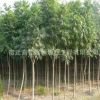 批發供應無患子樹苗 無患子小苗 規格齊全 工程綠化苗木 濕地綠化