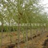 基地供應綠化苗木垂柳 金絲垂柳 綠化工程 行道樹 庭院專用