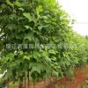馬褂木 馬褂木小苗 園林觀賞 馬褂木樹苗5-8-10-12-15公分粗