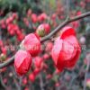 基地批發紅梅樹苗 園林庭院綠化垂梅苗 優質梅花樹苗盆景量大優惠
