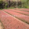 基地直銷紅葉小檗苗 紅葉小檗床苗 苗圃供應(yīng)工程小苗 可批發(fā)