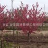 綠化樹花灌木 紫葉桃紅葉碧桃 紅葉碧桃樹苗庭院觀賞批發(fā)量大優(yōu)惠