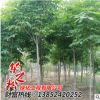 優質七葉樹樹苗 風景工程綠化苗木 行道風景樹 樹形優美飽滿