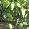 木瓜苗木瓜樹苗南北方種植盆栽果樹苗皺皮天香木瓜當年結果價格優