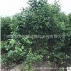 批發大葉女貞苗 叢生大葉女貞 園林綠化苗木 規格齊全 量大優惠